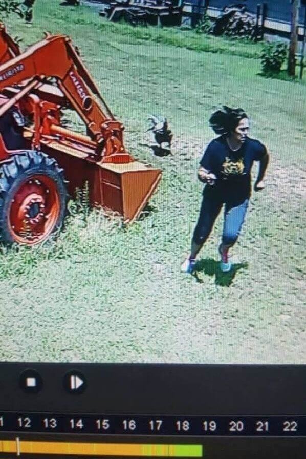 Rooster Chase Captured on Camera