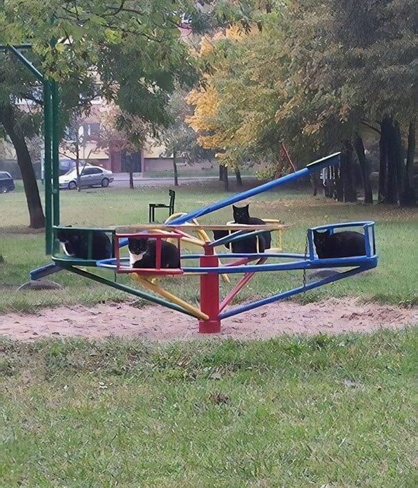 Cats Took Over This Neighborhood Park