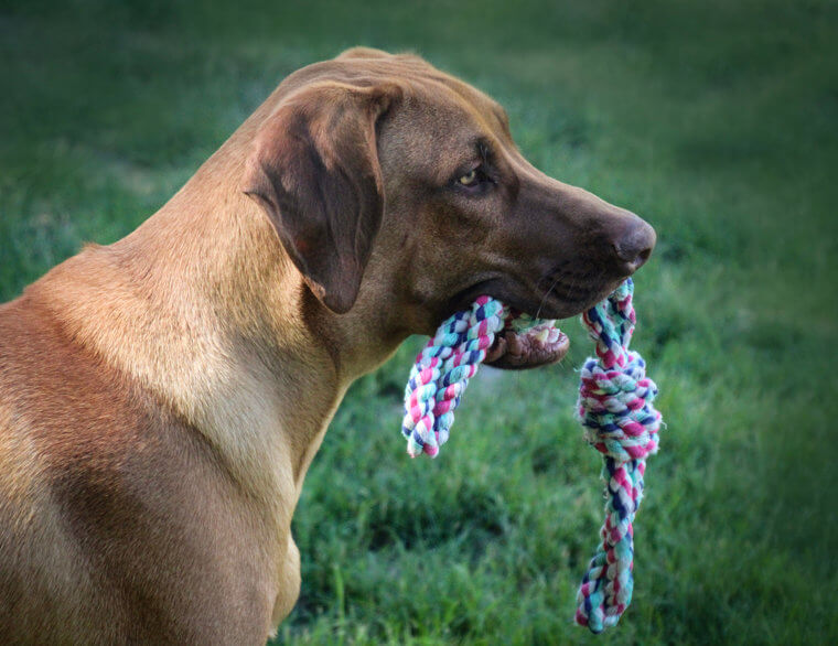 The Rhodesian Ridgeback Has a Gentle Side