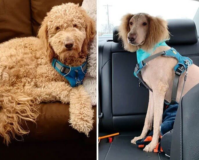 From Curly Locks to a Balding Head