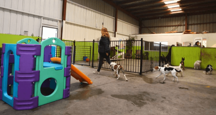 Invest In Doggy Daycare