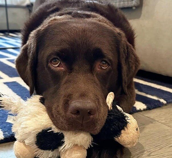 Lola's Big Day Meant This Vet Had to Spring Into Action