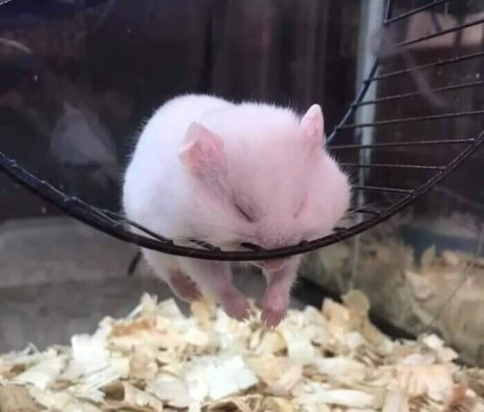 Thinking About the Gym