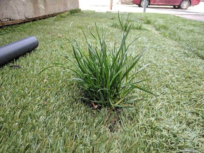 Real Grass Made It's Way Through The Fake Grass