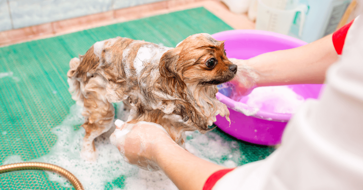 Pet Parents Who Could Hardly Recognize Their Furballs After a Trip to the Groomers