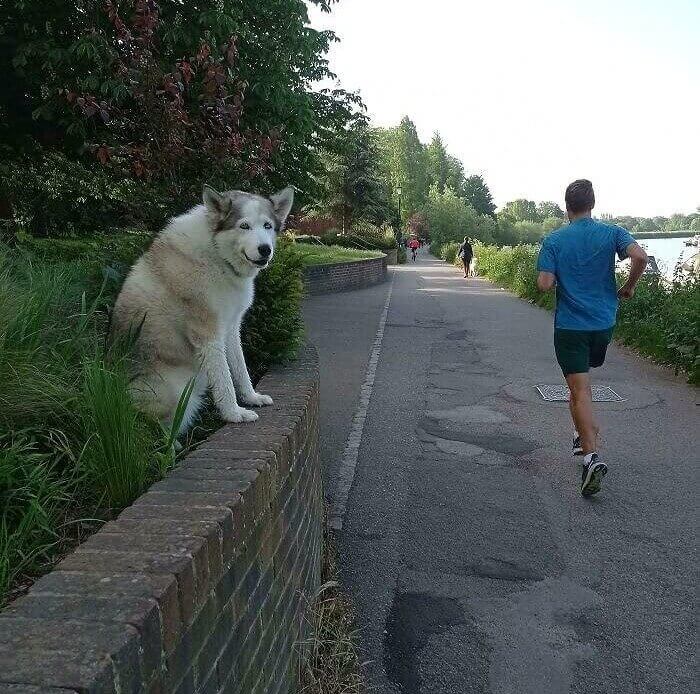 Pooches Want All the Pets