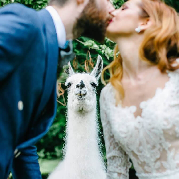 They're Letting Llamas Officiate Weddings Now?