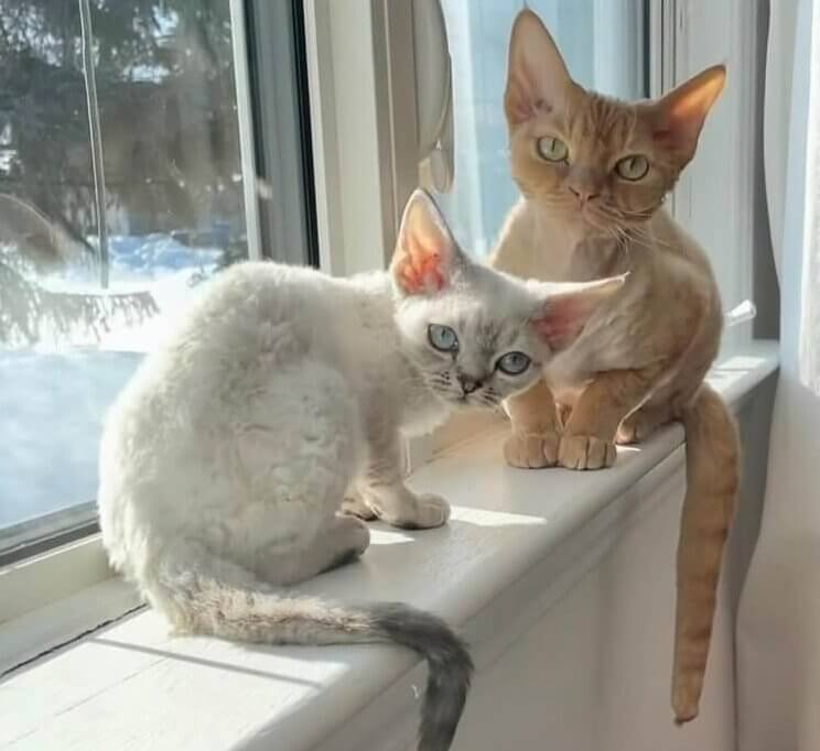 Devon Rex Cats - $1,000