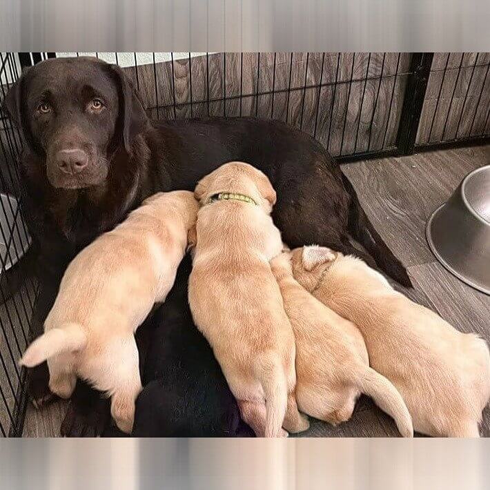 The Puppies Were All Different Colors