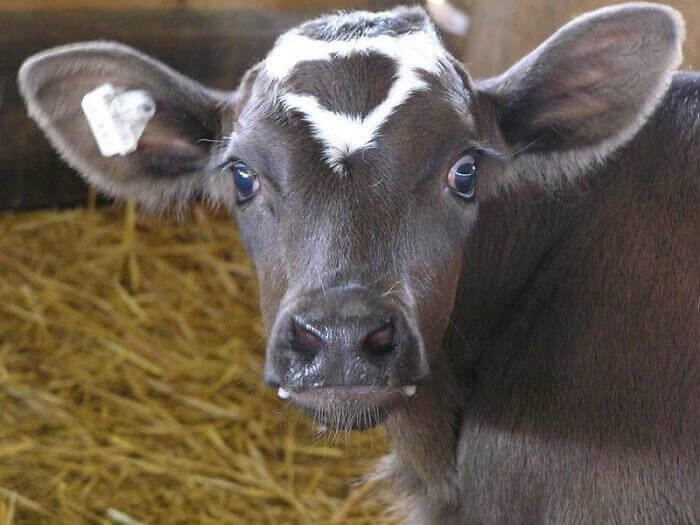 Super Cow