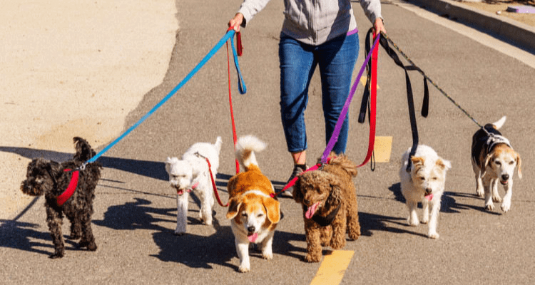 Employ A Dog Walker