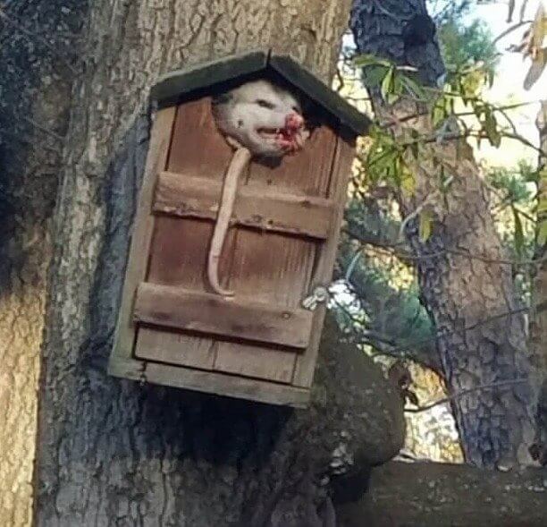 Just an Opossum in a Birdhouse