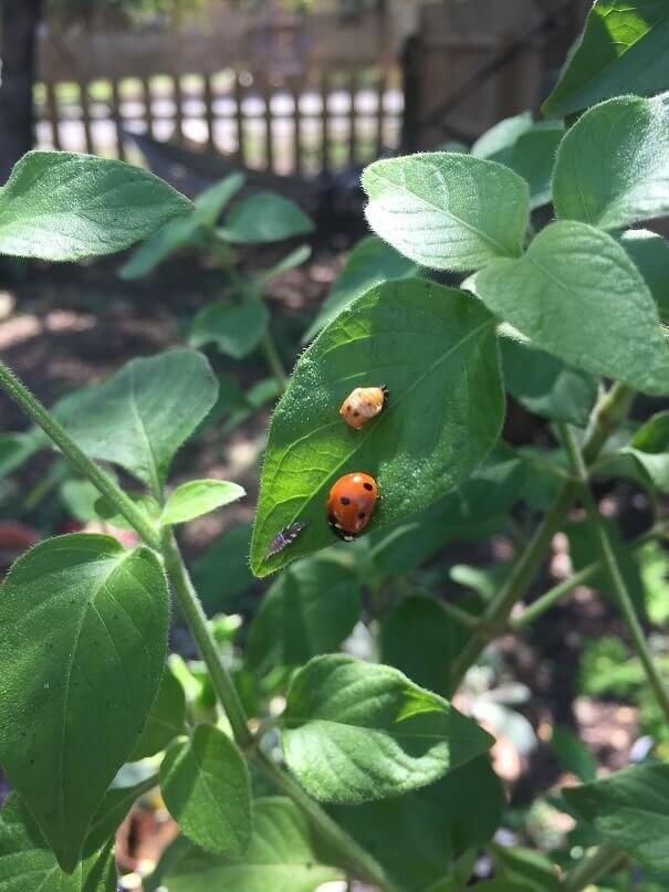 Ladybugs in Their Life Cycles