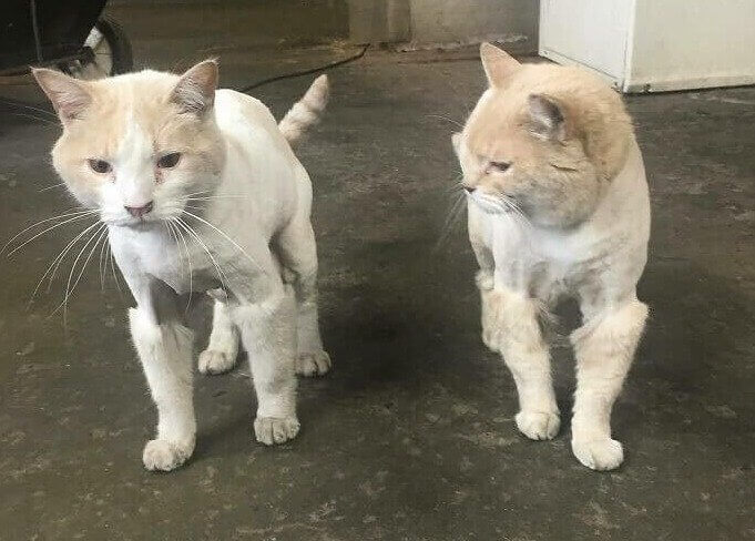 These Boots Are Made for Walking