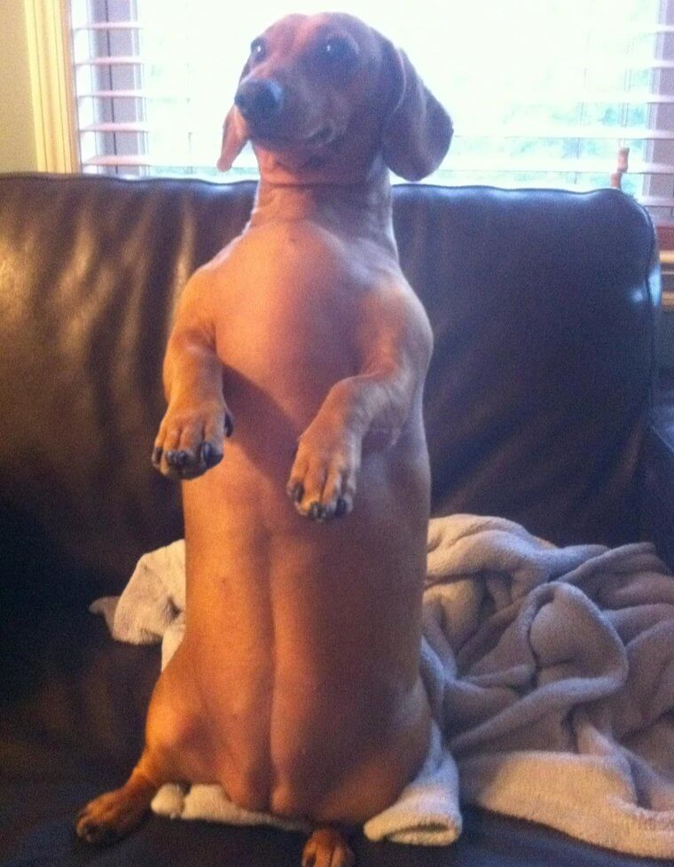 Keep Your Pets a Healthy Weight