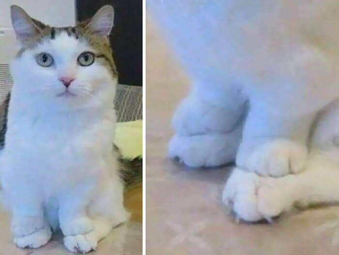 When Your Cat Has Tiny Front Paws