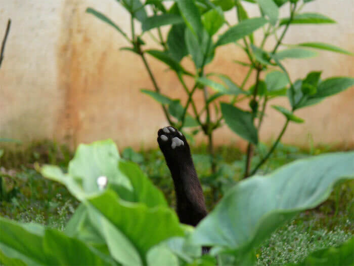 When Your Cat Is Relaxing in the Grass but Still Wants to High Five