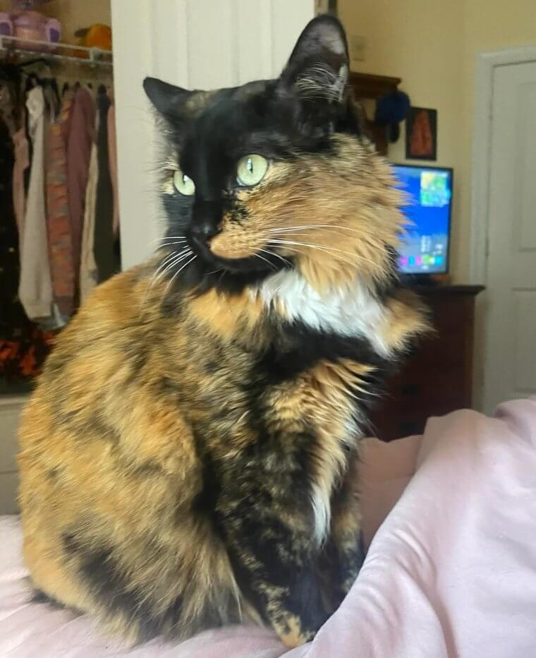 These Specific Behaviors Indicate Your Cat Is Bored