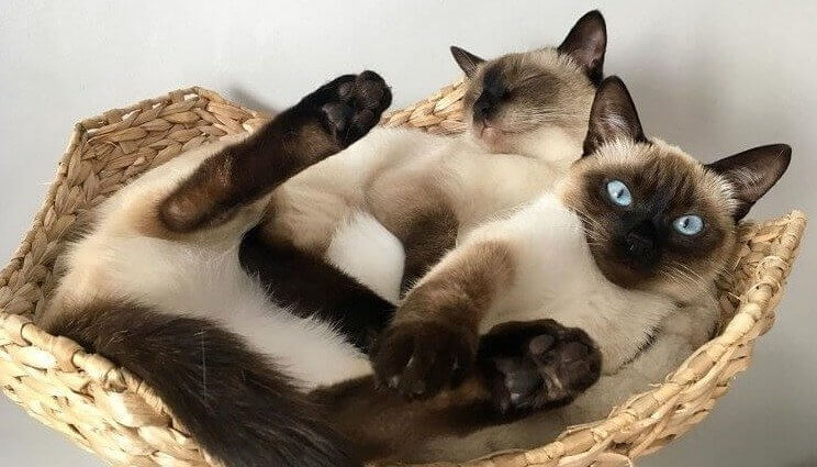 Siamese Cats - $1,000