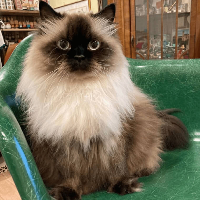 Himalayan Cat - $2,500