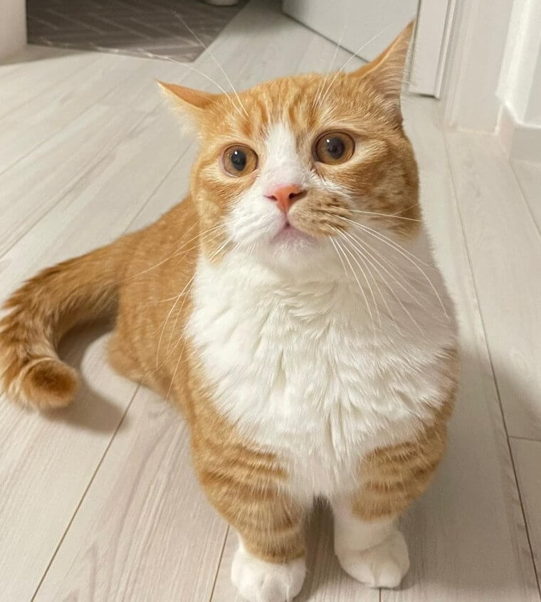 Munchkin Cat - $2,000