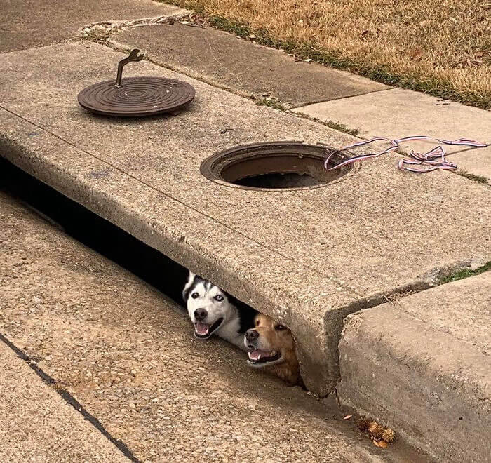 Just a Couple of Doggos Stuck Down a Storm Drain