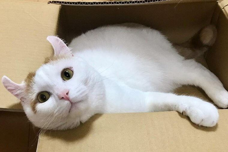 American Curl Cat - $1,200