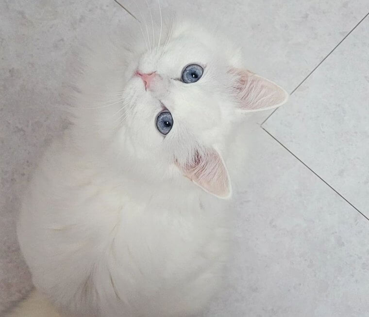 Turkish Angora Cat - $1,500