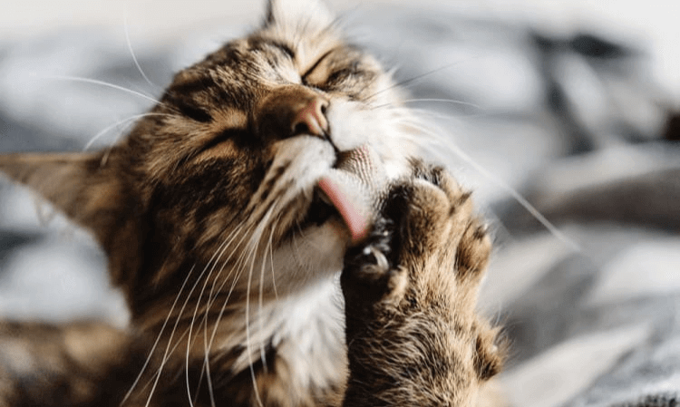 Your Cat Is Grooming Itself Excessively