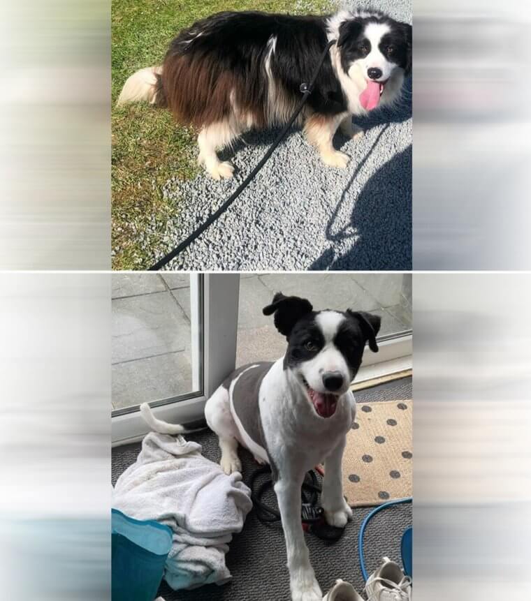 This Is an Entirely Different Dog