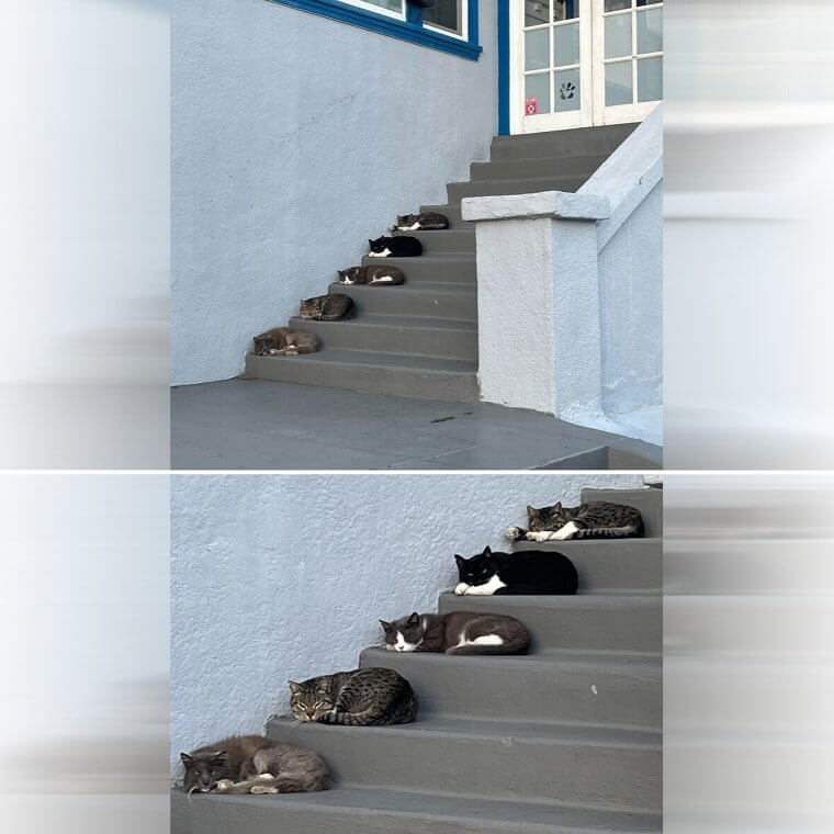 Wanted: Four More Cats