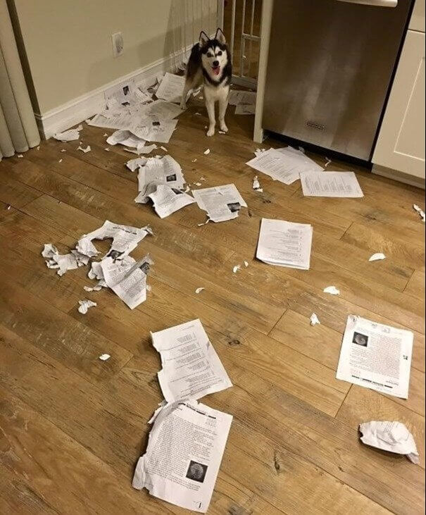 A Dog That Ate Everyone's Homework