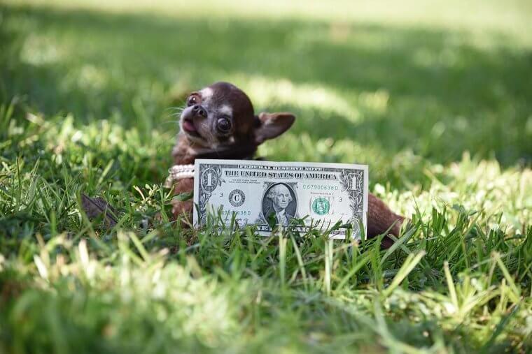 Bonus Entry: World’s Smallest Dog