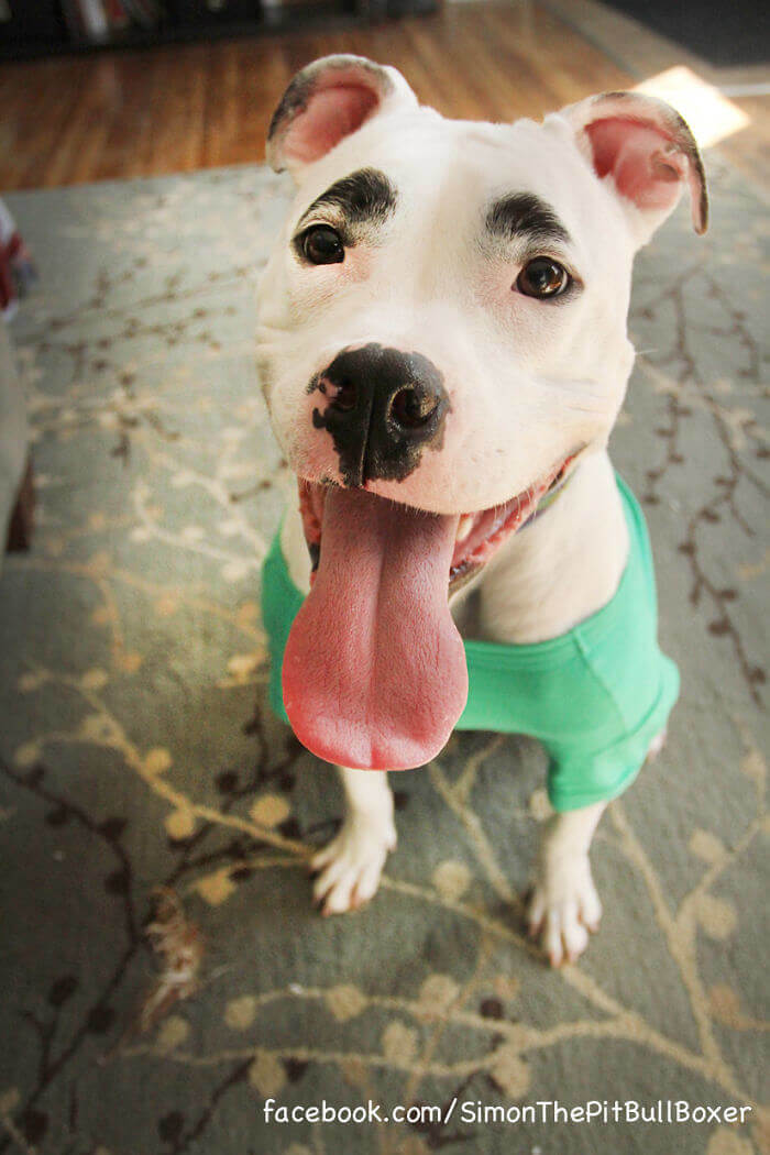 Natural Eyebrows