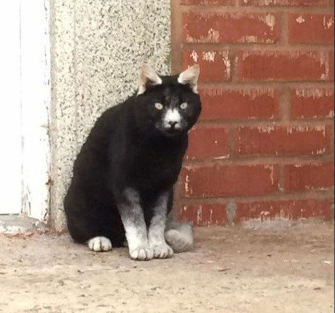 A Street Cat With A Unique Pattern