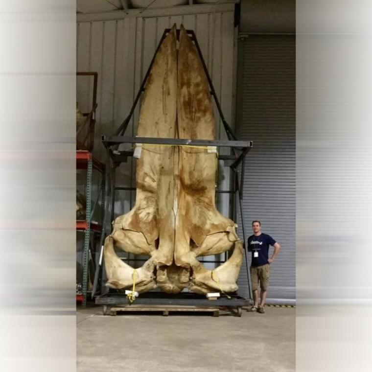 The World's Biggest Whale Skull