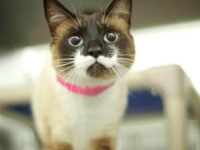 The Siamese Detective