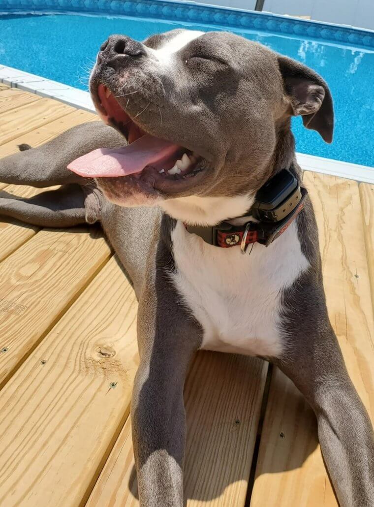 Your Pets Need Sunlight to Be Happy