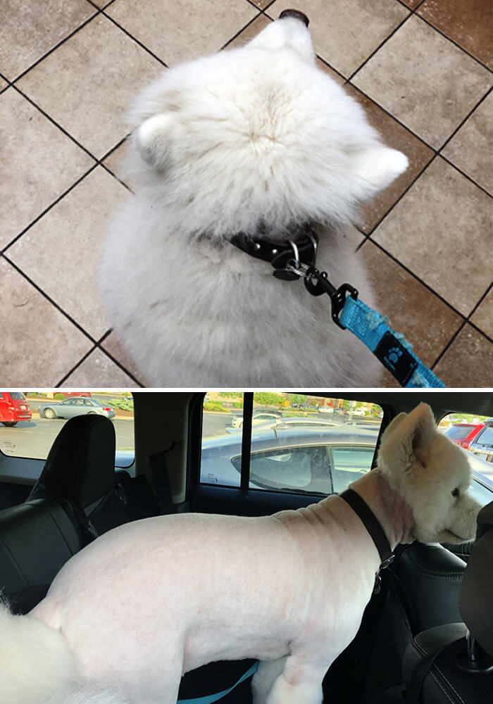 From a Floof to a Baldie Real Quick