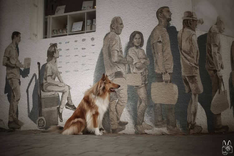 This dog surly knows how to stand in line