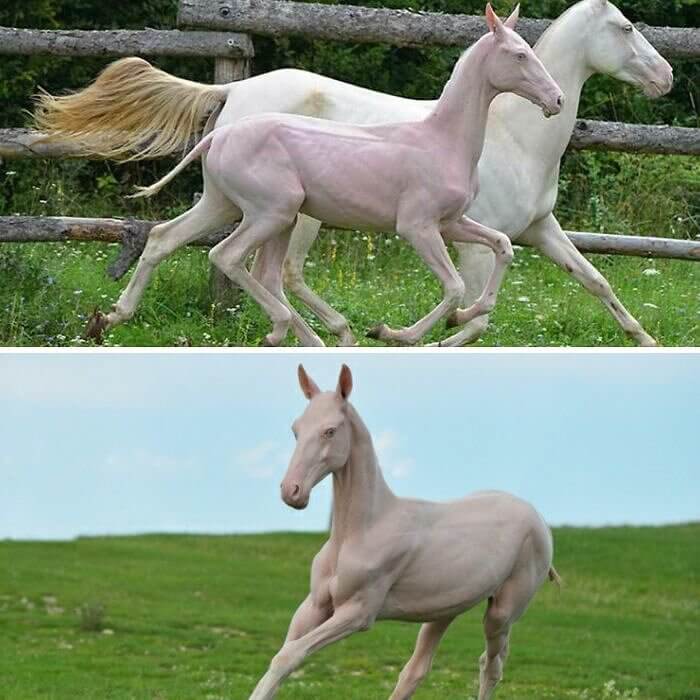 Hairless Horses