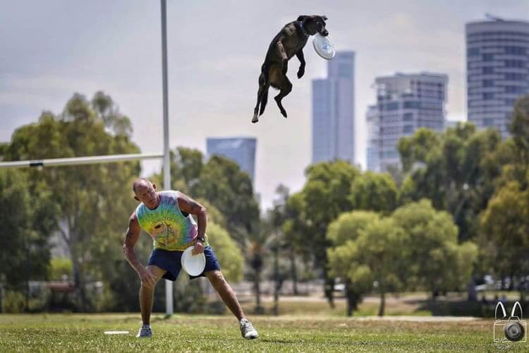 Is it a bird? Is it a plane? It's Superdog!