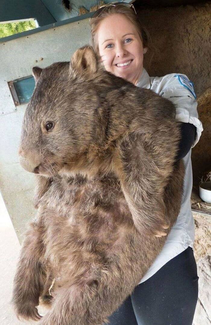 The World's Oldest And Largest Wombat