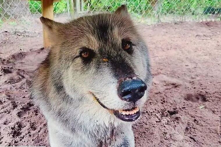 Yuki the Wolfdog