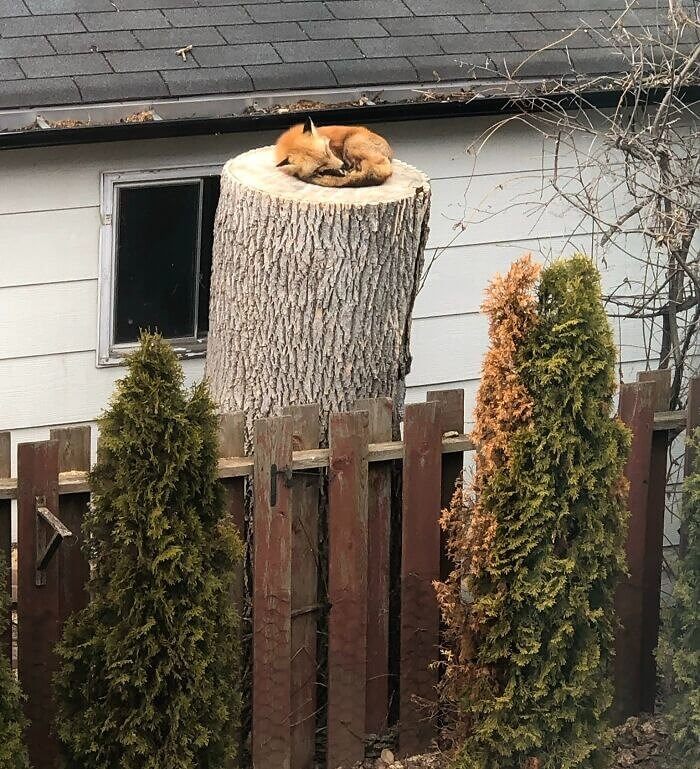 The Perfect Sleeping Stump
