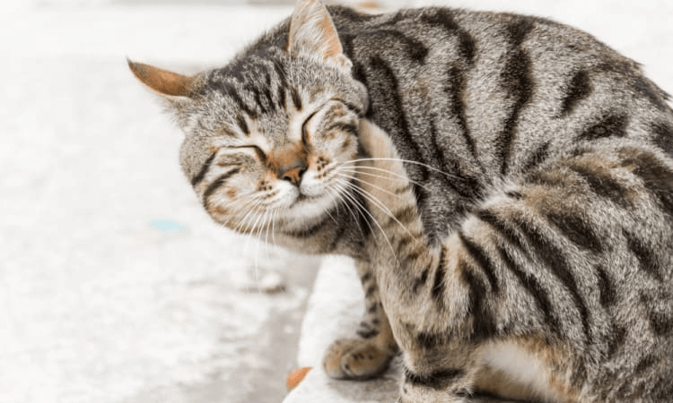 Your Cat Is Constantly Scratching