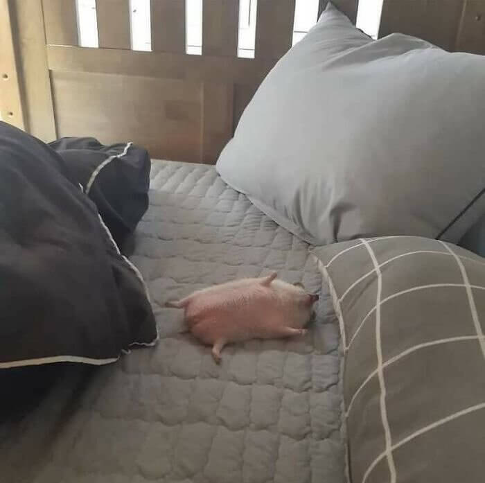 Hedgehog or Potato?