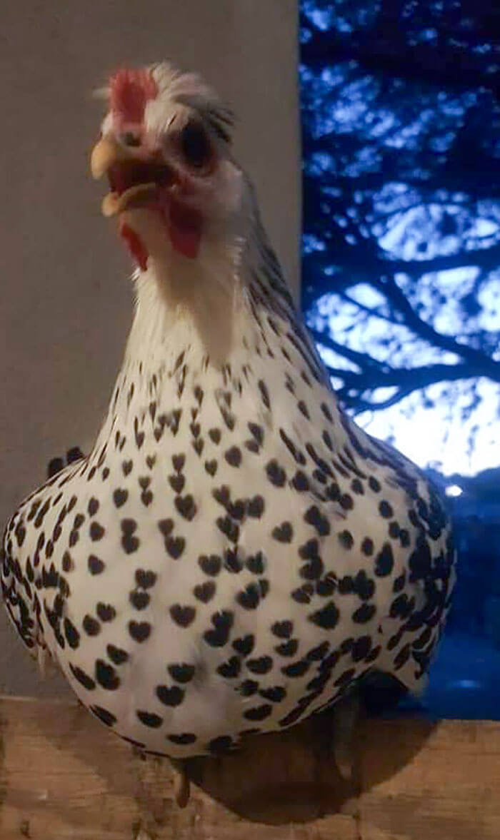 A Chicken With A Lot Of Hearts