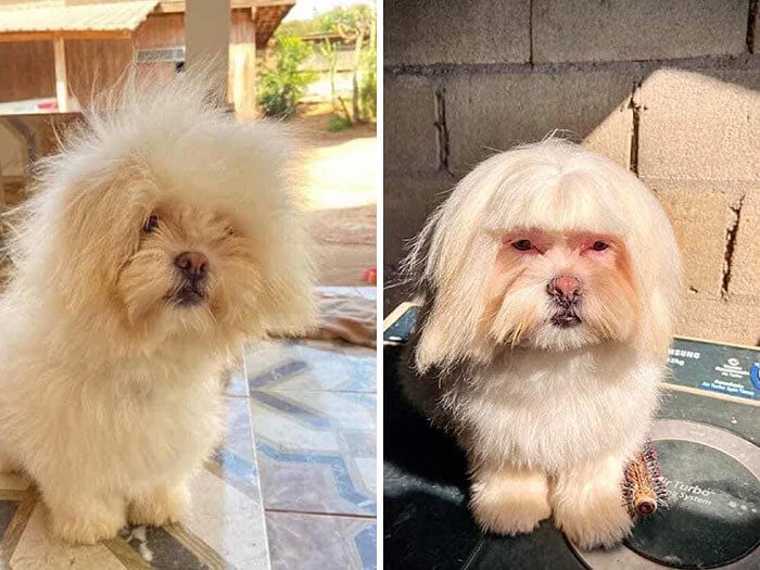 If Edna From the Incredibles Was a Dog