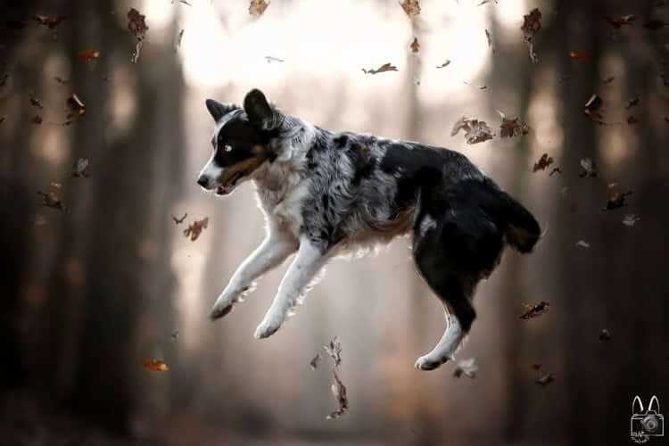 If dogs can fly, does it mean they are sort of angels?